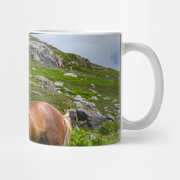 Welsh Mountain Pony by Adrian Evans Photography